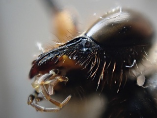 Wasp eye